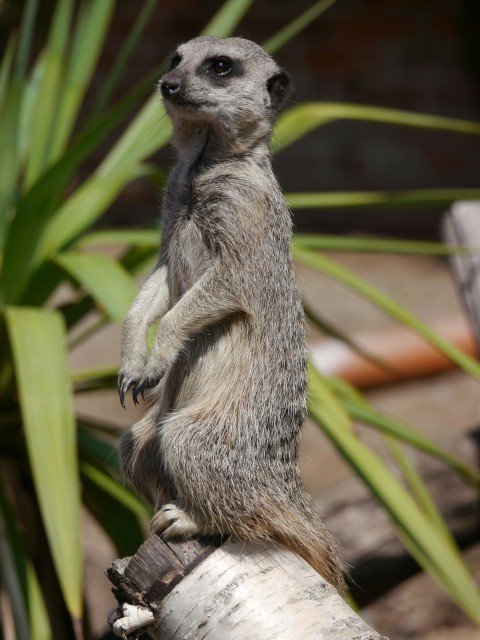 a meerkat standing on a tree branch