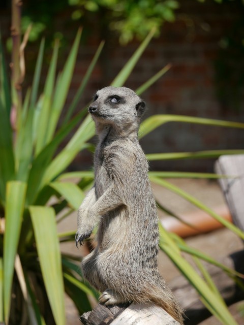 a meerkat standing on a log in a garden