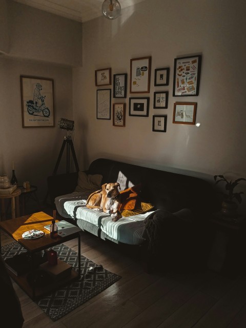 a dog laying on a couch in a living room