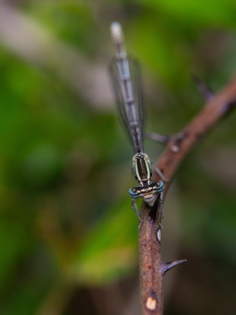 a close up of a dragonfly on a twig