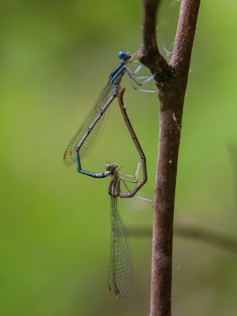 a blue and green dragonfly hanging from a tree branch MP5i9aw