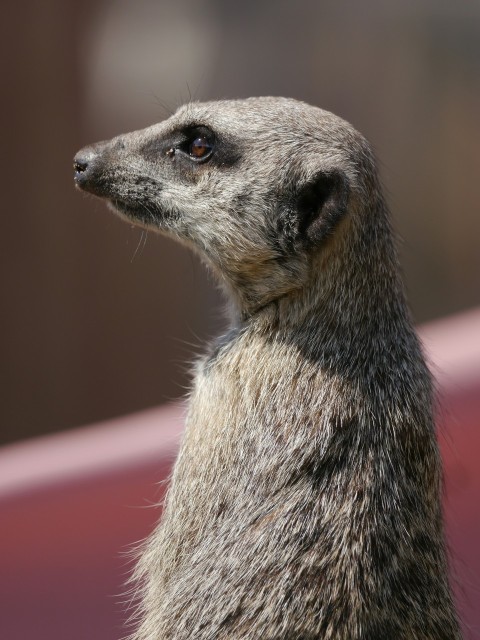 a close up of a meerkat looking off into the distance