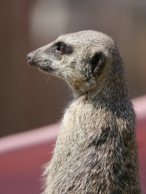 a close up of a meerkat looking off into the distance