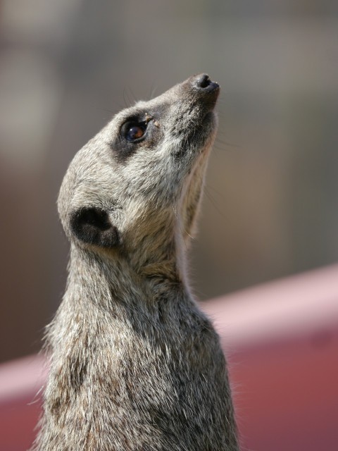 a close up of a meerkat looking up