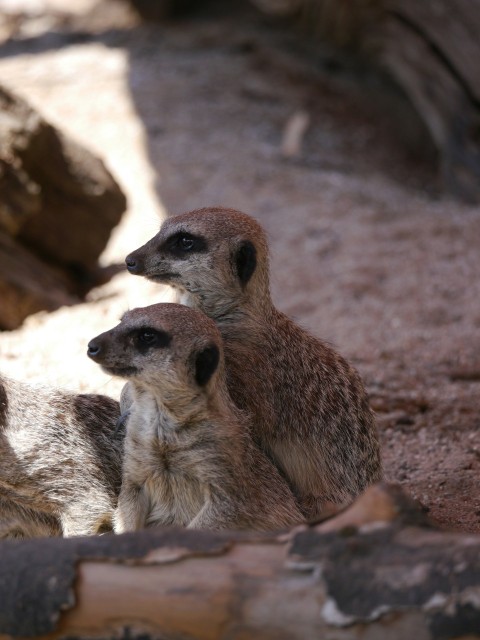 two small meerkats standing next to each other