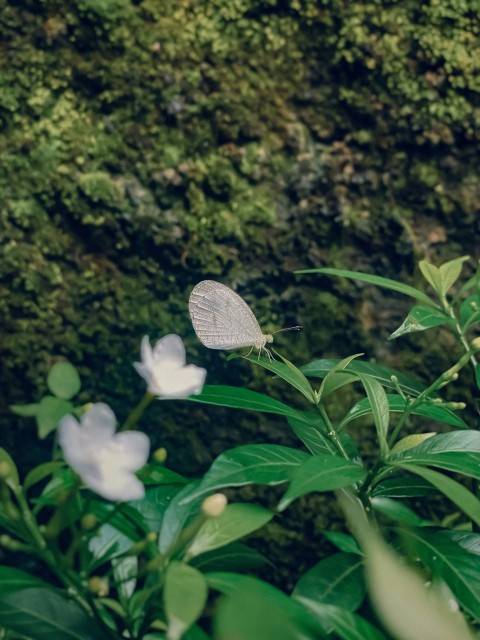 some white flowers and a mossy rock wall tJsXcWor7