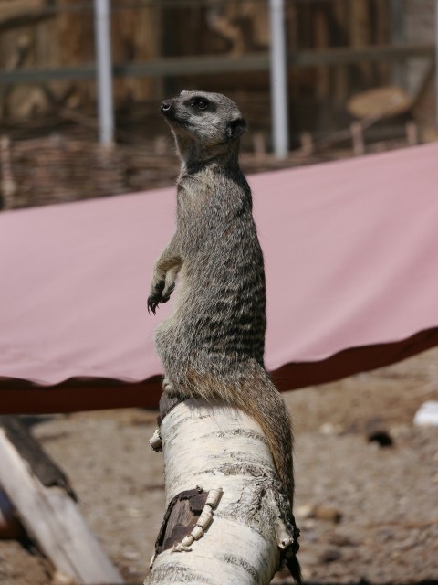 a meerkat standing on top of a tree stump