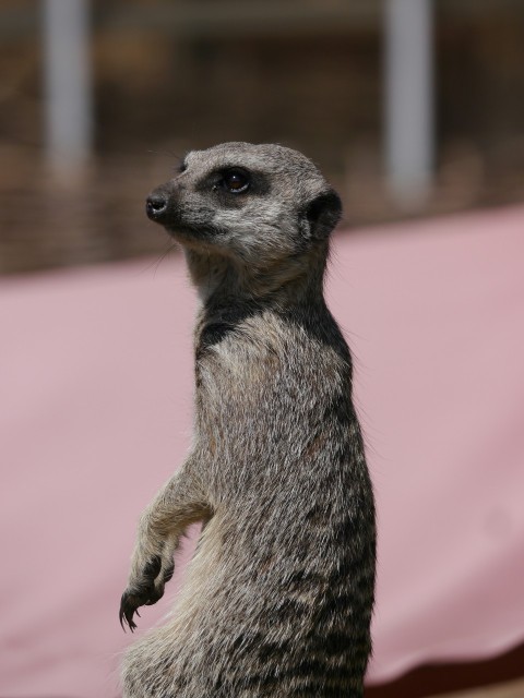 a small meerkat standing on its hind legs