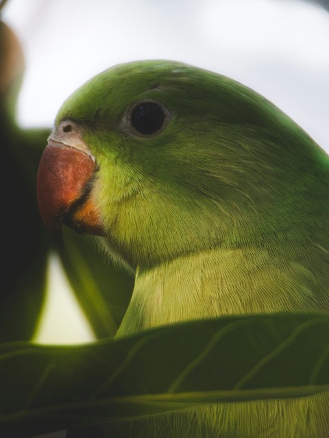 a close up of a parrot on a tree branch