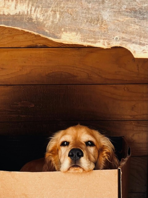 a dog is peeking out of a cardboard box 8B