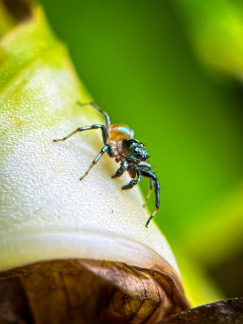 a close up of a spider on a plant