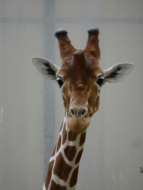 a close up of a giraffes head and neck