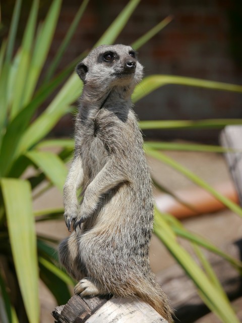 a small meerkat standing on a log