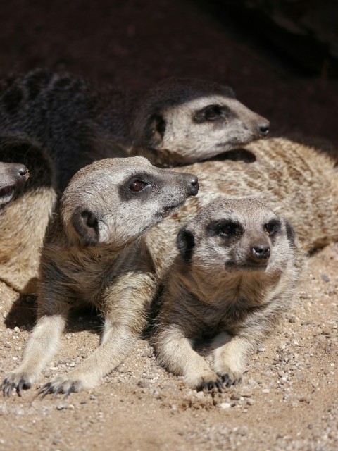 a group of three meerkats sitting next to each other