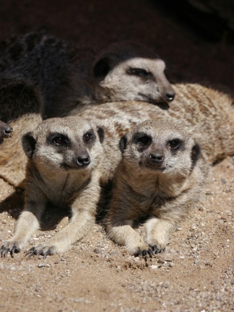 a group of three meerkats sitting next to each other