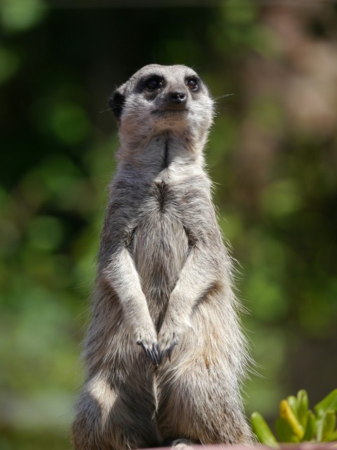 a small meerkat standing on its hind legs