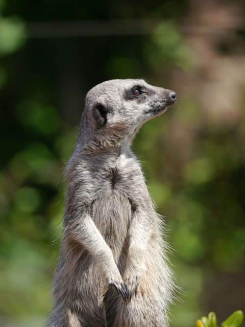 a meerkat standing on its hind legs on a rock