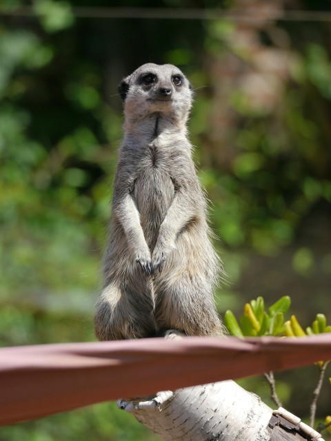 a small meerkat standing on a tree branch