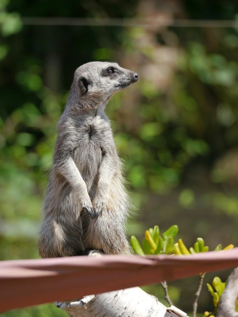 a meerkat standing on a rail looking up