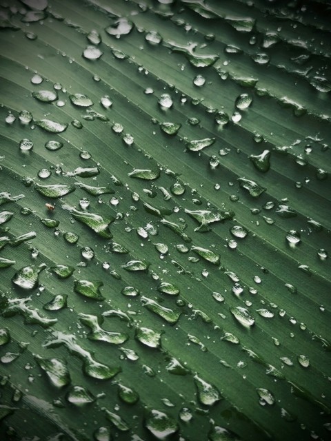 a green leaf with water drops on it