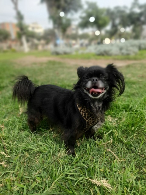 a small black dog standing on top of a lush green field