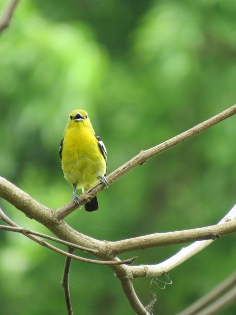 a small yellow bird perched on a tree branch