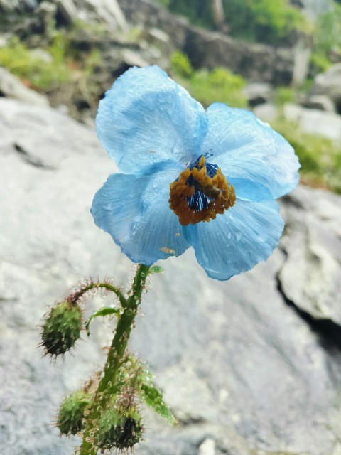 a blue flower with a bee on it