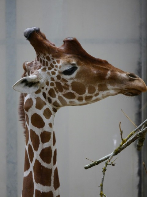 a giraffe standing next to a tree branch