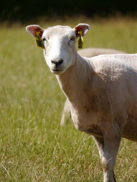 a white sheep standing in a grassy field