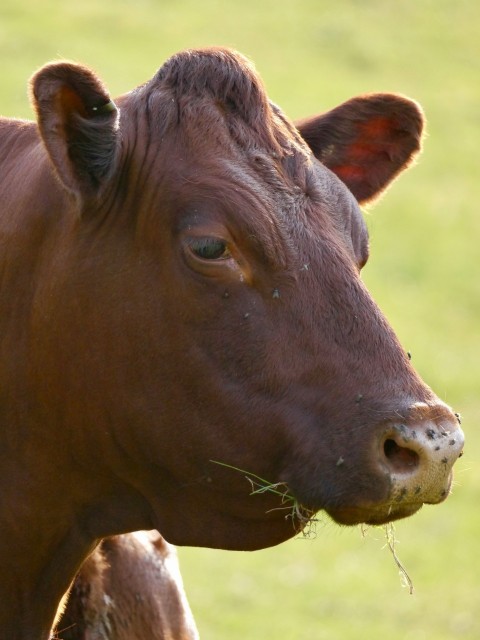 a brown cow standing on top of a lush green field