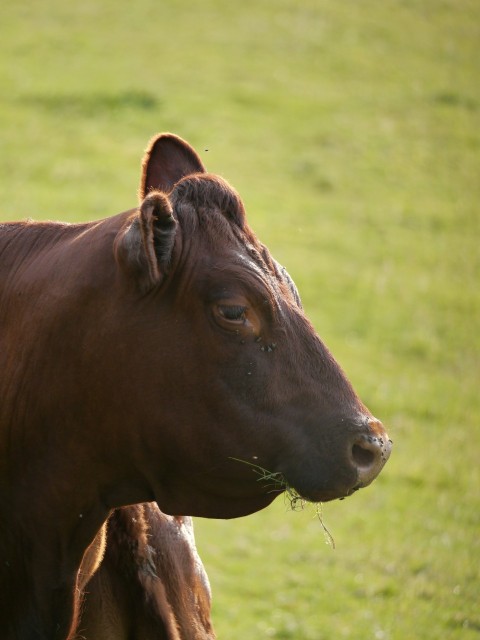 a brown cow standing on top of a lush green field