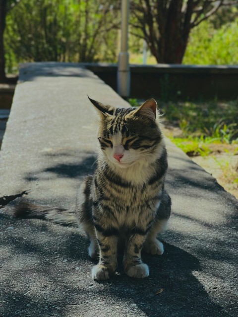 a cat sitting on the side of a road