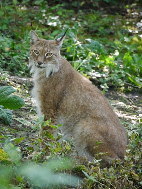 a lynx is sitting in the middle of the woods