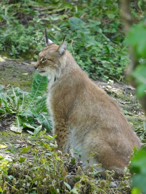 a cat that is sitting in the grass