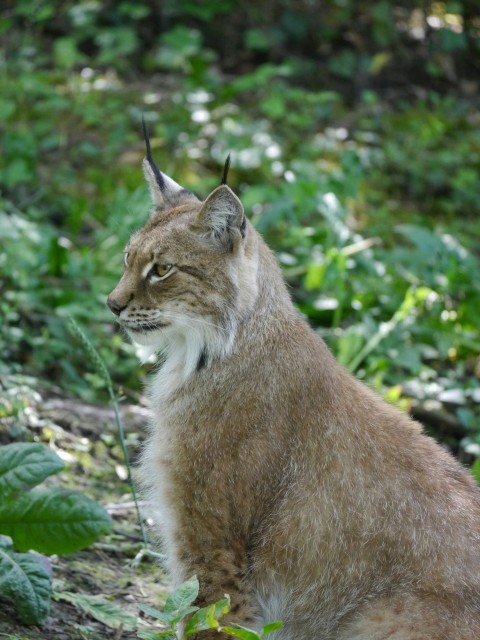 a cat sitting on the ground in the woods