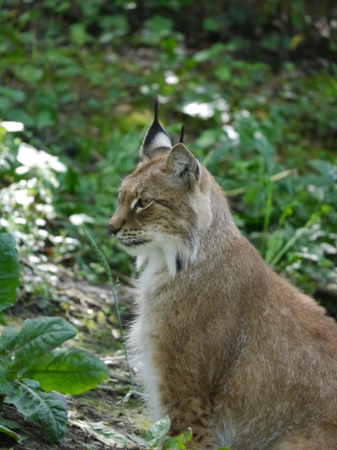 a brown and white cat sitting in the grass Ka0FsE_Je