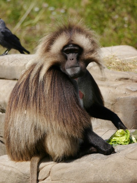 a monkey sitting on top of a rock next to a bird