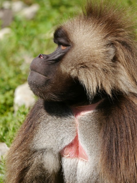 a close up of a monkey sitting on the ground