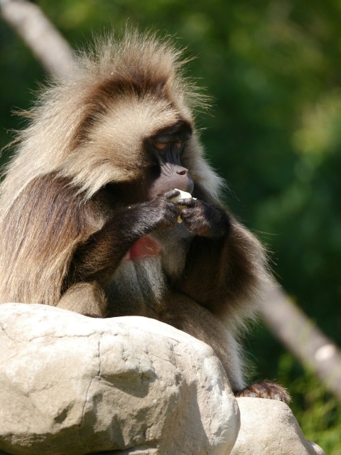 a monkey sitting on a rock eating something