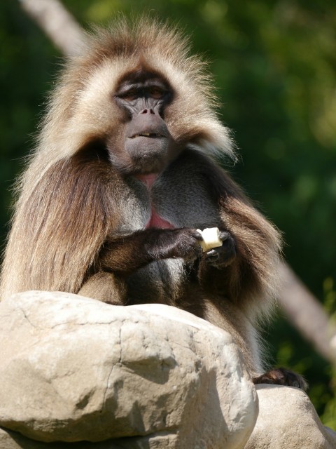 a monkey sitting on a rock eating a banana