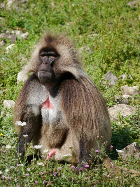 a monkey sitting in the grass with its mouth open