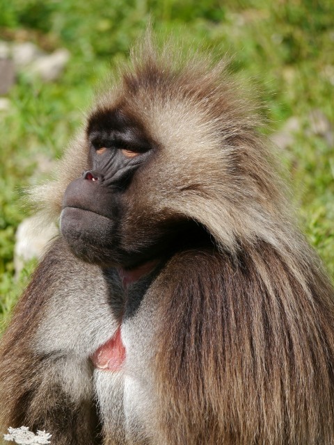 a close up of a monkey in the grass