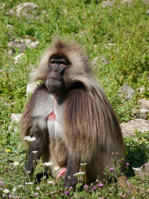 a monkey sitting in the grass with its mouth open