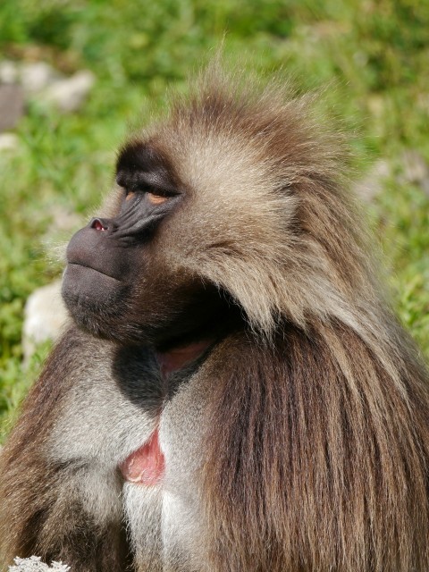 a close up of a monkey sitting in the grass Zh