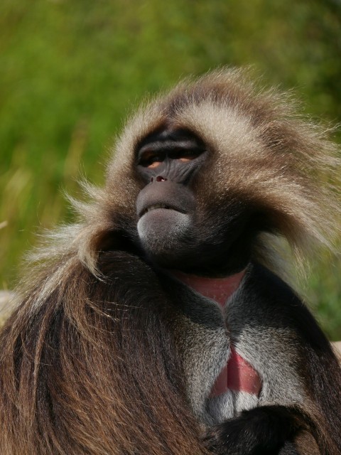 a close up of a monkey with long hair