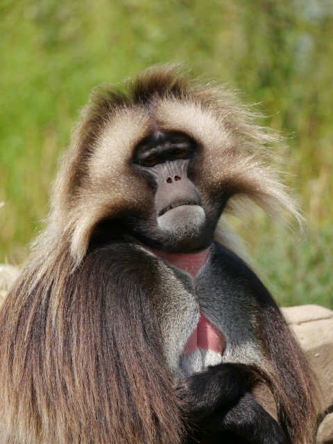 a close up of a monkey with long hair