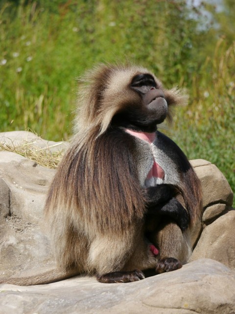 a monkey sitting on top of a large rock