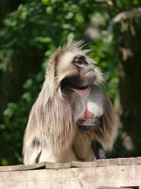 a monkey sitting on top of a wooden fence