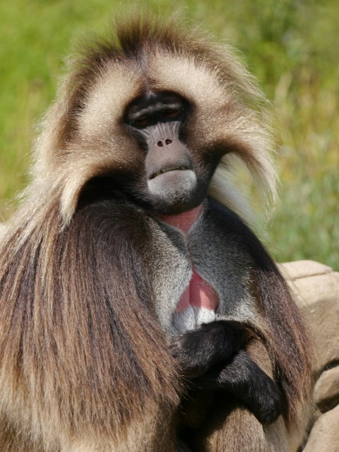 a monkey with long hair sitting on a rock