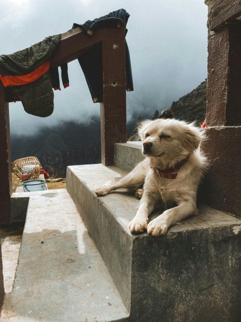 a dog is sitting on a stone step